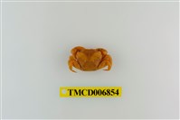 藏品(平背蜞)的圖片